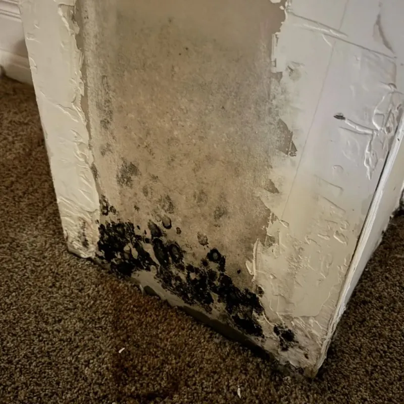 Professional Mold Removal in Ore City, TX